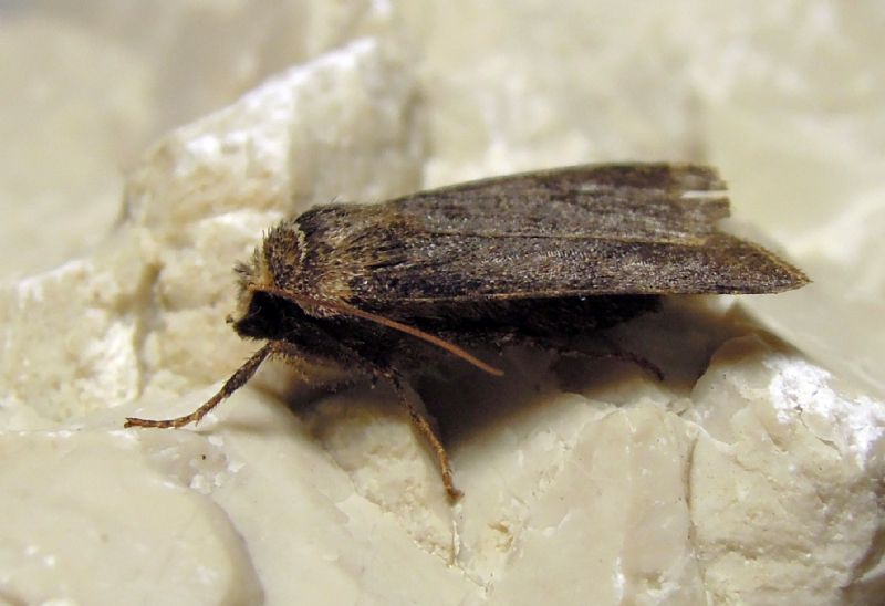 Cerastis cfr. faceta, Noctuidae